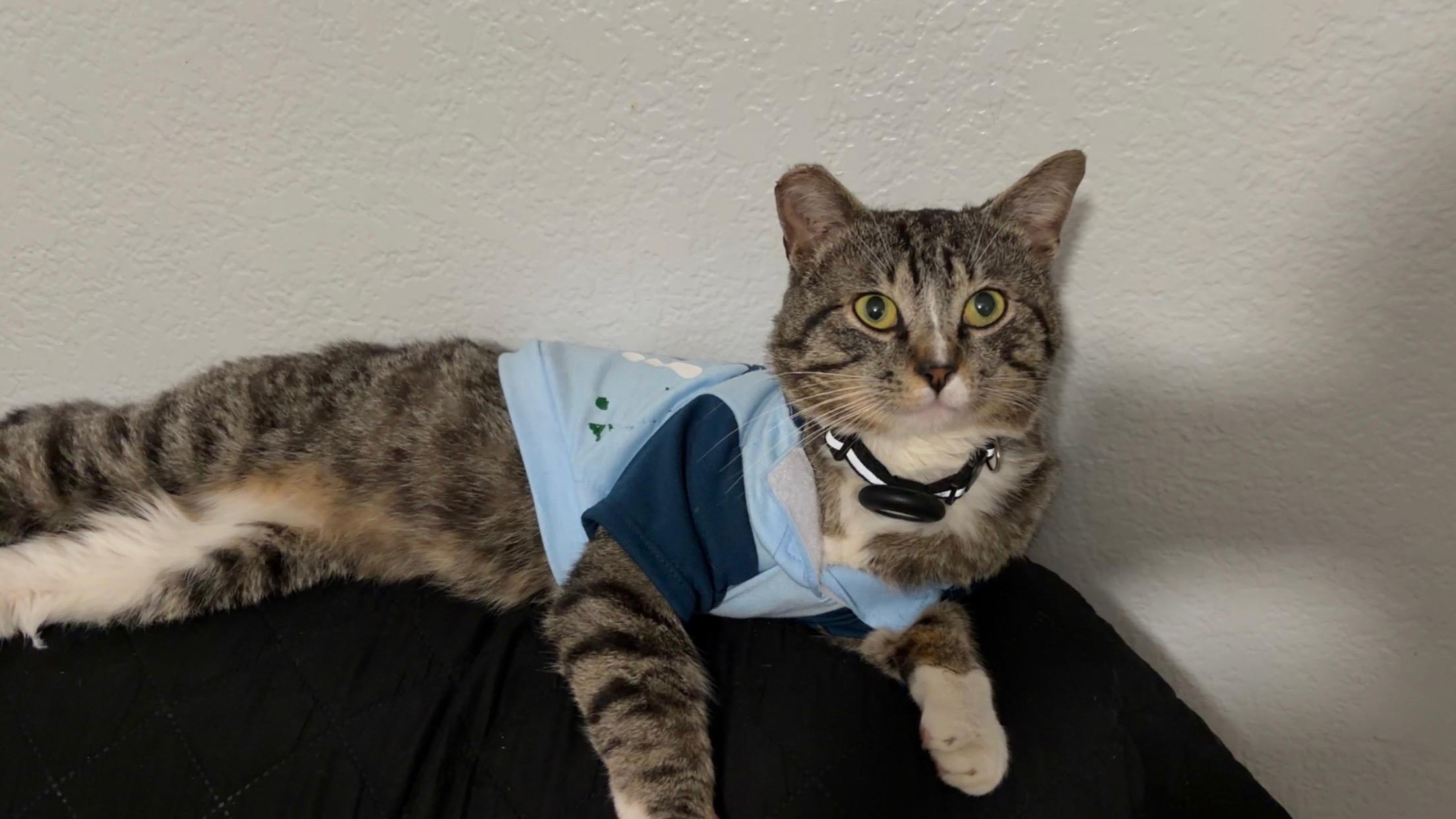 Enlarge William, an adopted Domestic Medium Hair in San Diego, CA image 1/6