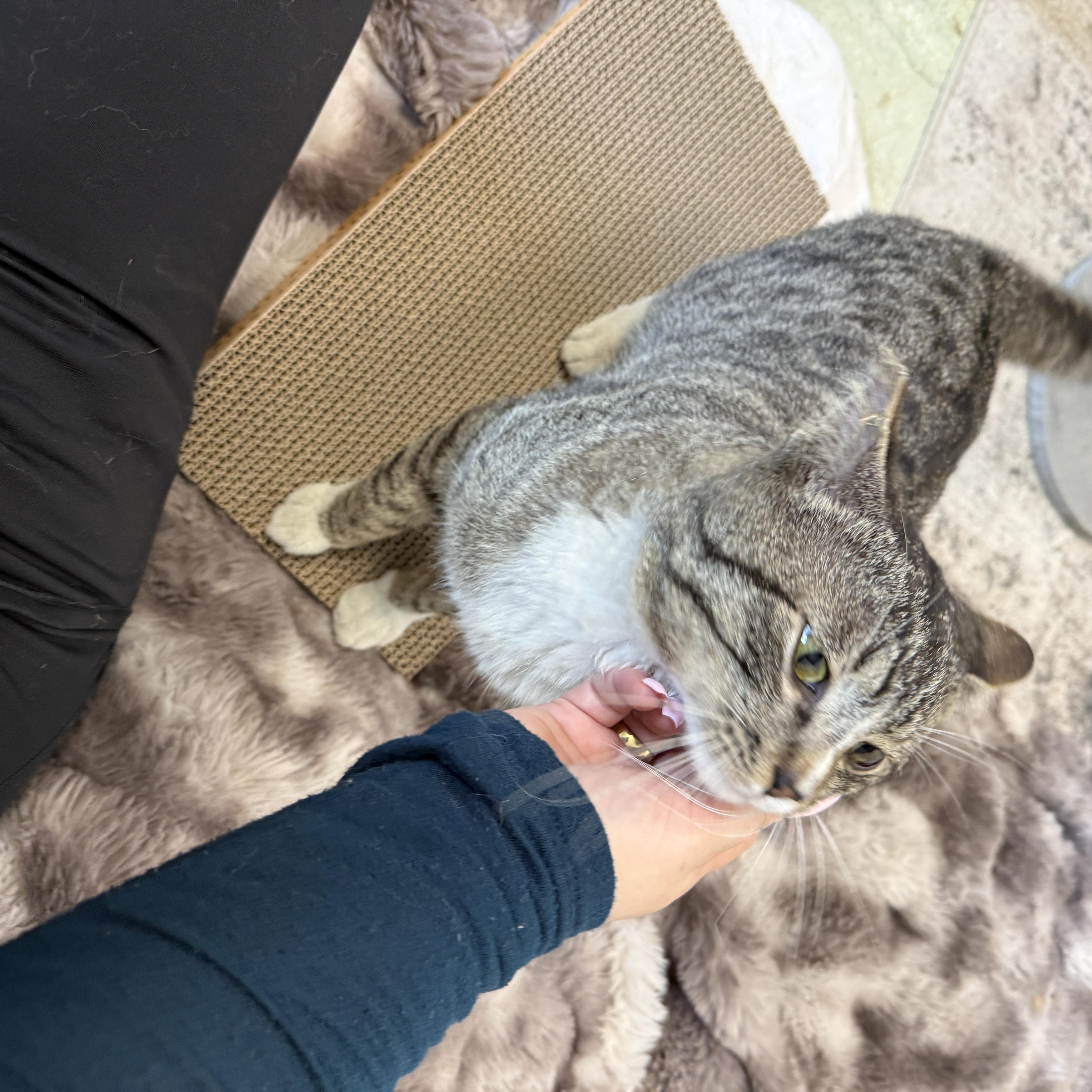 Enlarge William, an adopted Domestic Medium Hair in San Diego, CA image 4/6