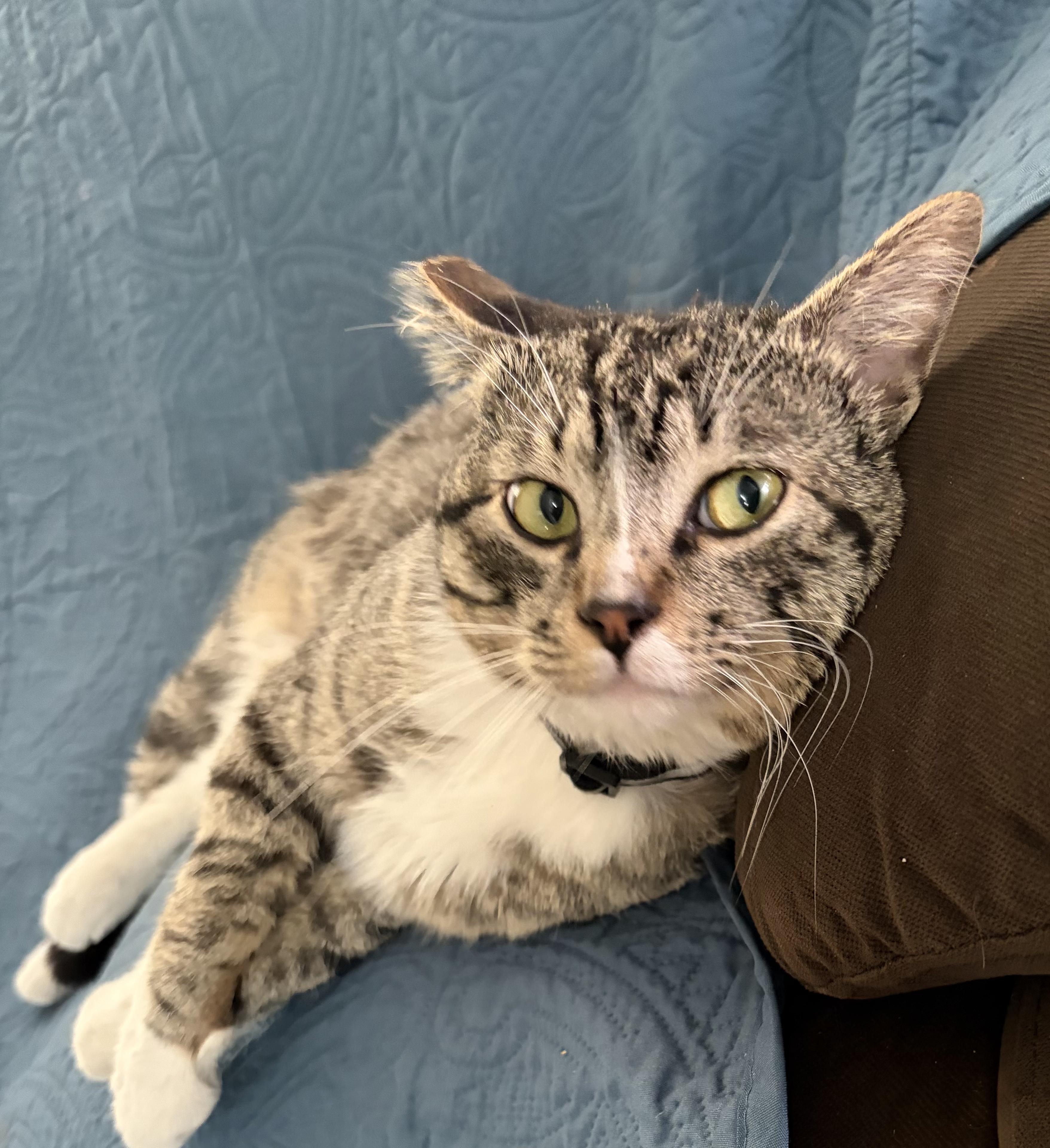 Enlarge William, an adopted Domestic Medium Hair in San Diego, CA image 6/6