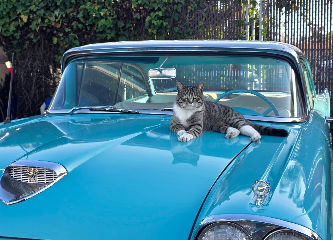 Enlarge William, an adopted Domestic Medium Hair in San Diego, CA image 3/6