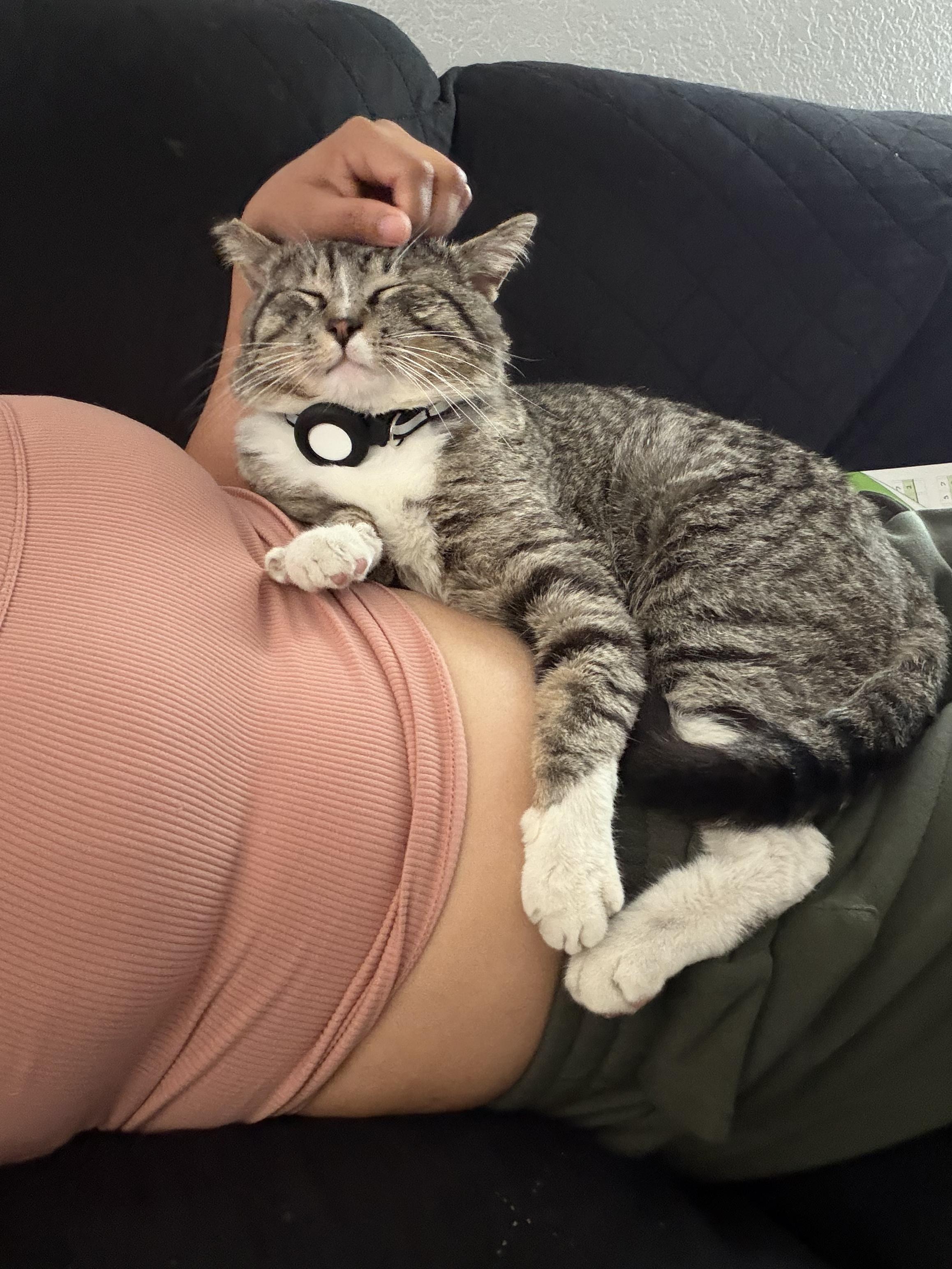 Enlarge William, an adopted Domestic Medium Hair in San Diego, CA image 2/6