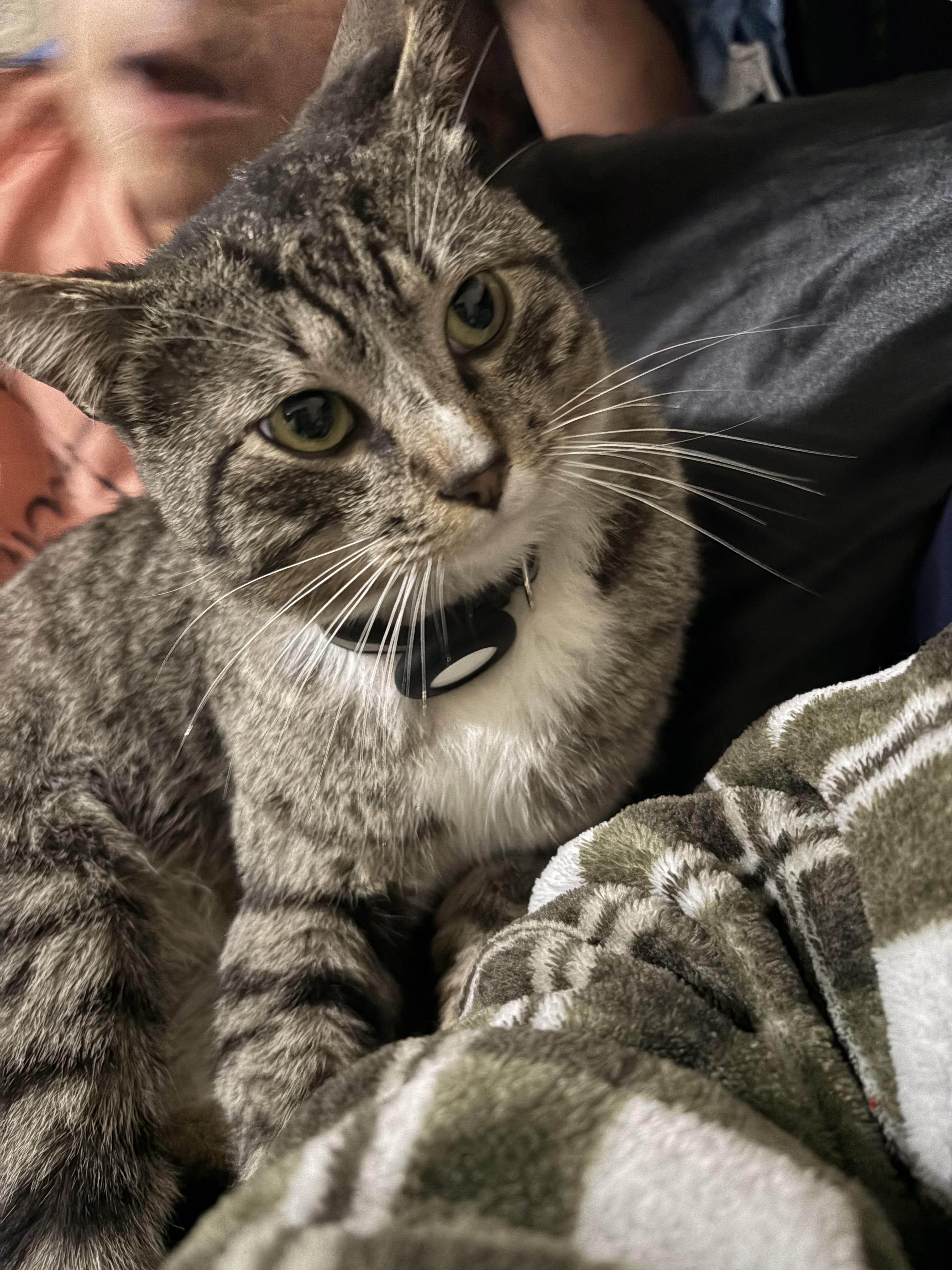 Enlarge William, an adopted Domestic Medium Hair in San Diego, CA image 5/6