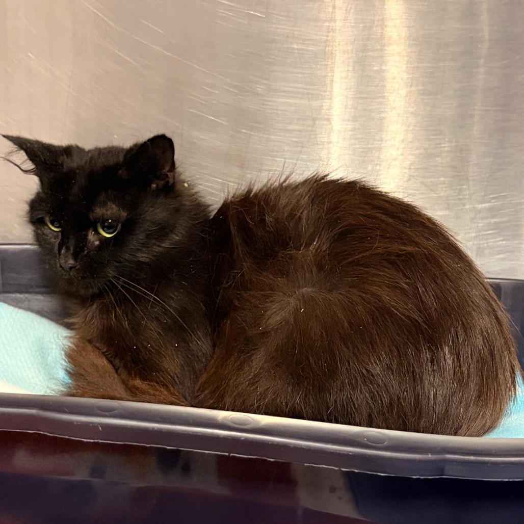 Enlarge Belladona, a Adoptable Domestic Medium Hair in Franklin, NC image 1/1