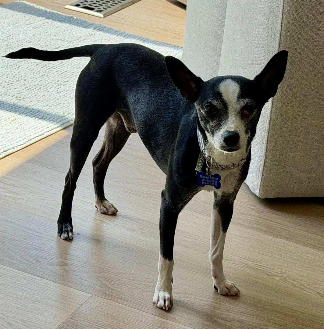 Enlarge Lenny, an adoptable mixed breed in Grosse Pointe Park, MI image 2/3