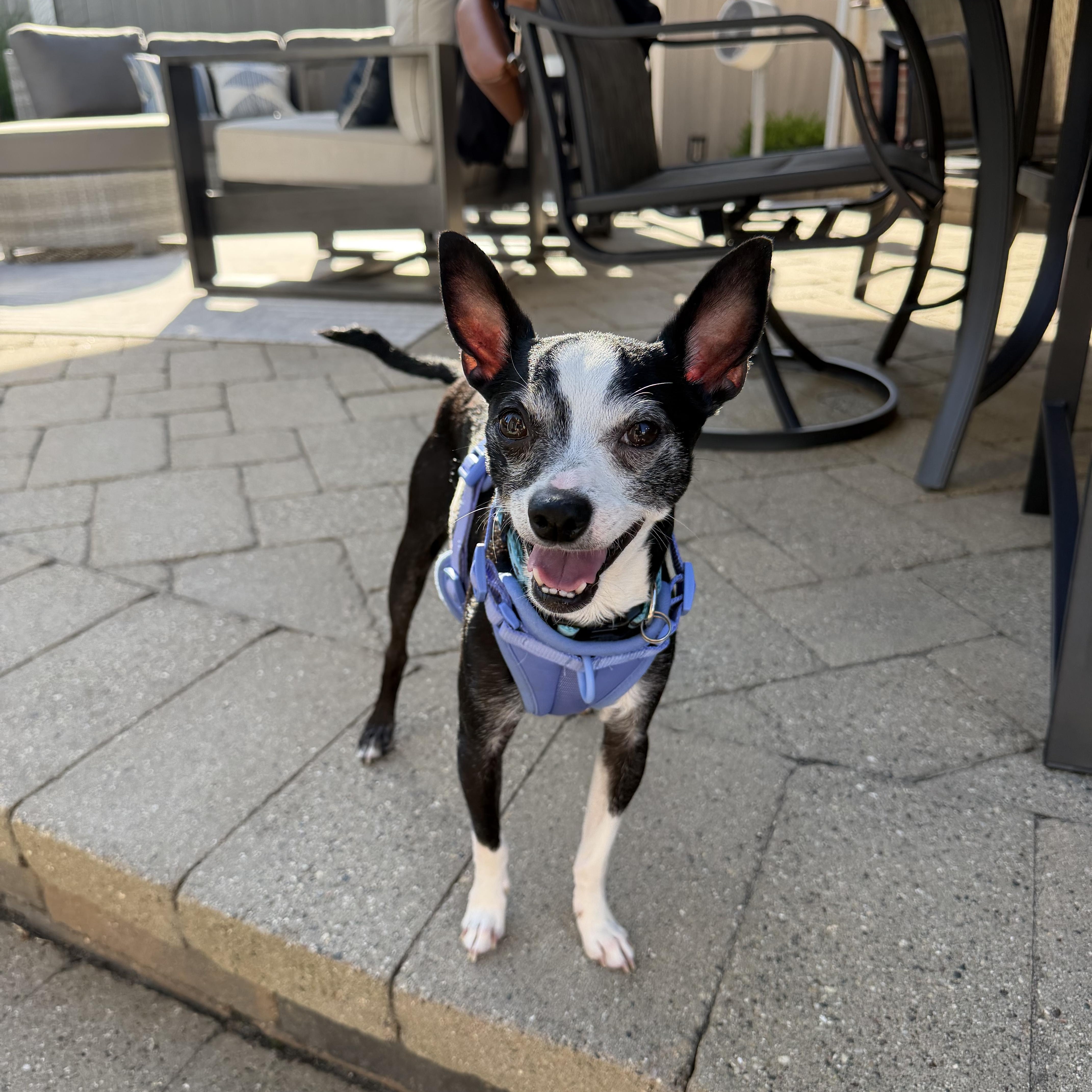 Enlarge Lenny, an adoptable mixed breed in Grosse Pointe Park, MI image 1/3
