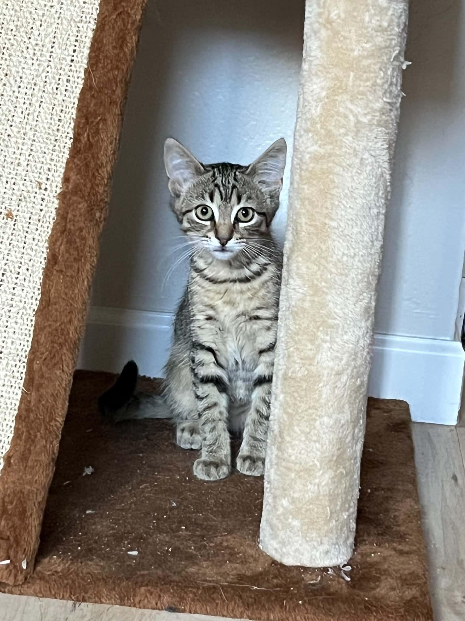 Enlarge Tigress, a Adoptable Domestic Short Hair in Elk Grove, CA image 3/3