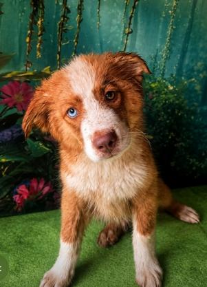 Marshall, Adoptable, Young Male Australian Shepherd.