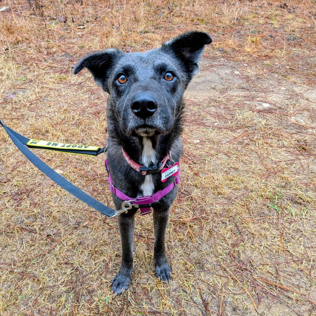 Garnet, a Adoptable Labrador Retriever image 1/2