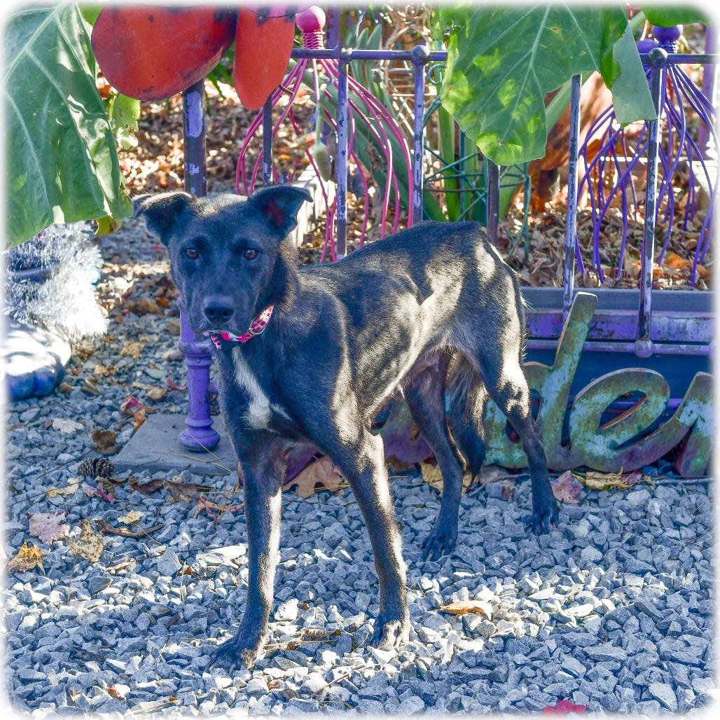 Garnet, a Adoptable Labrador Retriever image 2/2