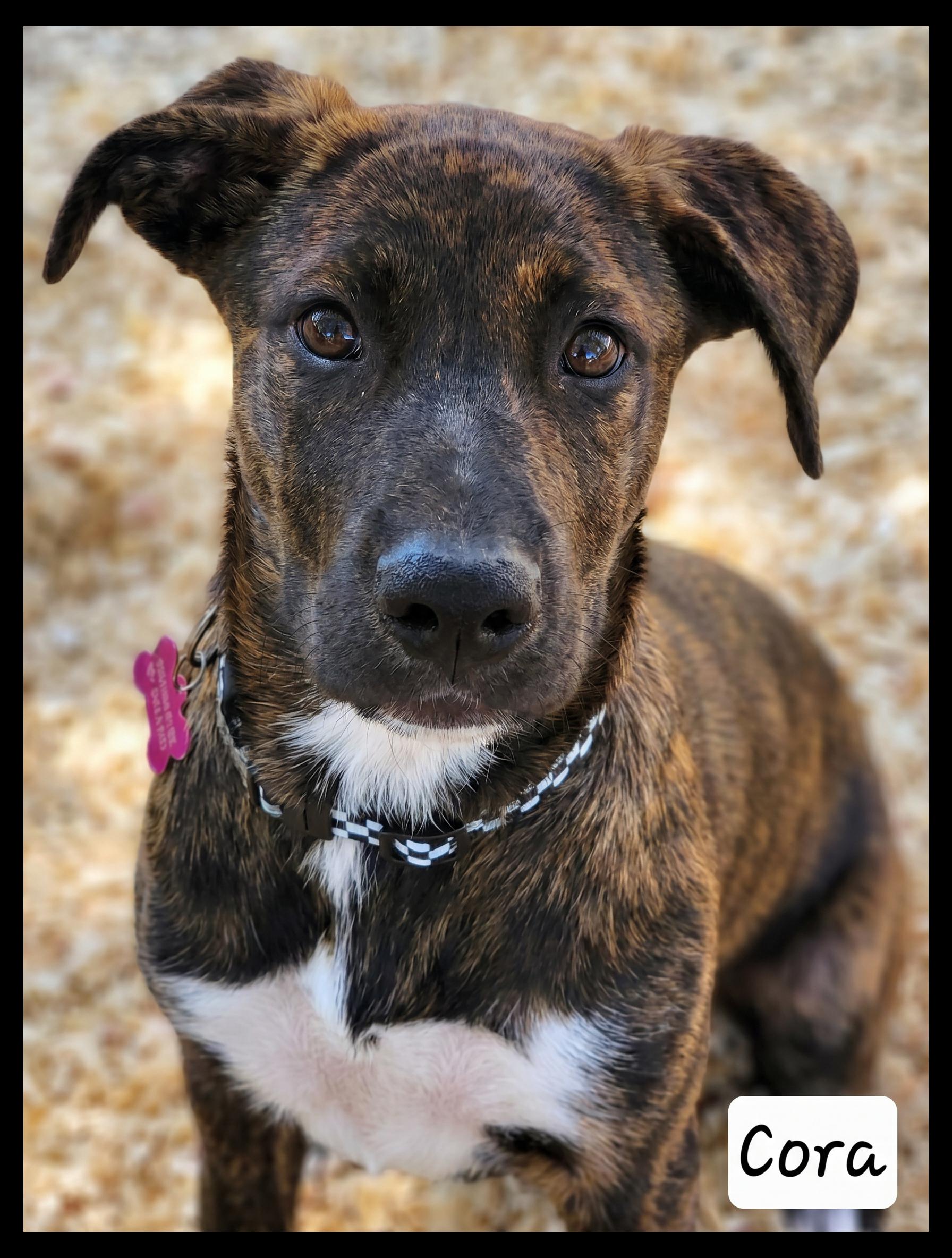 Cora, ADOPTABLE, Puppy Female Plott Hound.