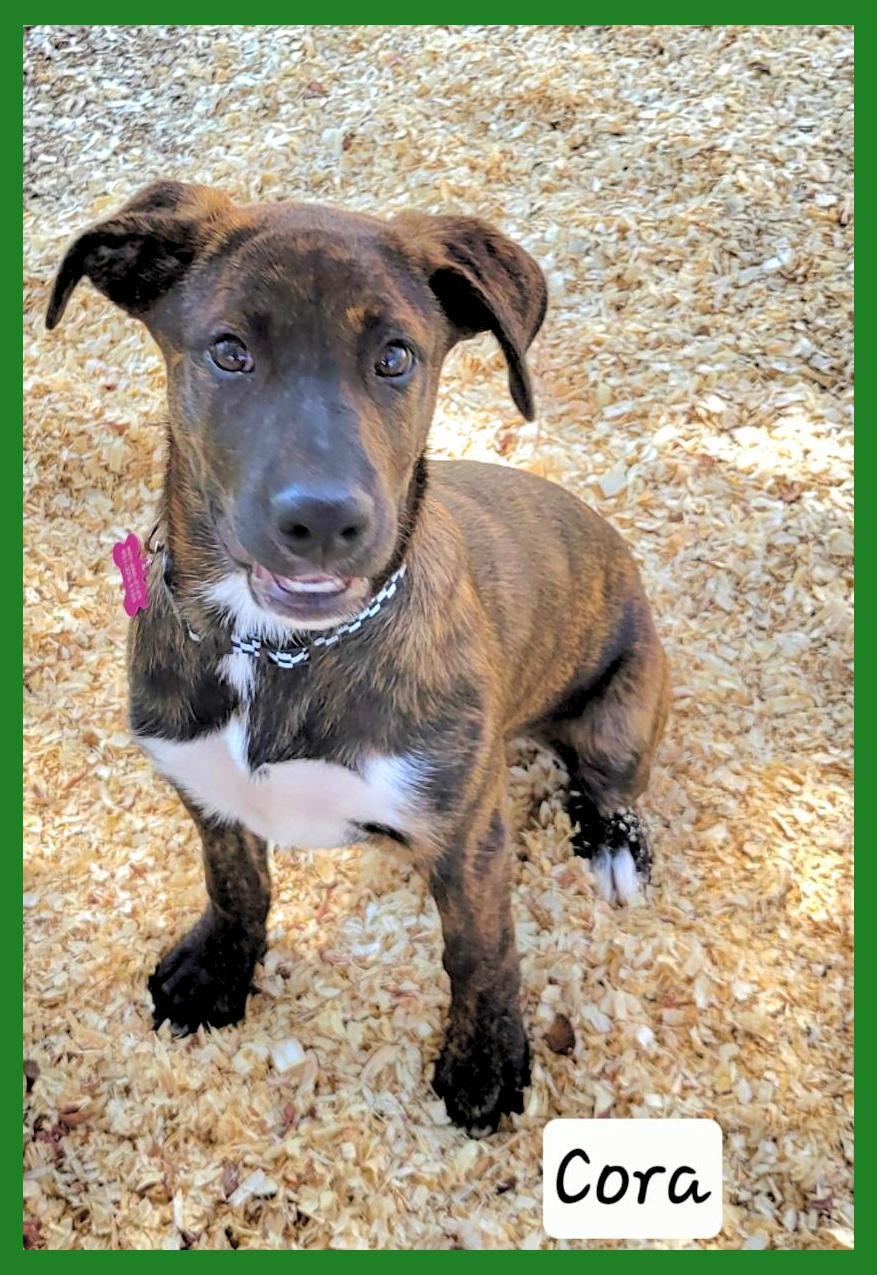 Enlarge Cora, a ADOPTABLE mixed breed in Granbury, TX image 2/2