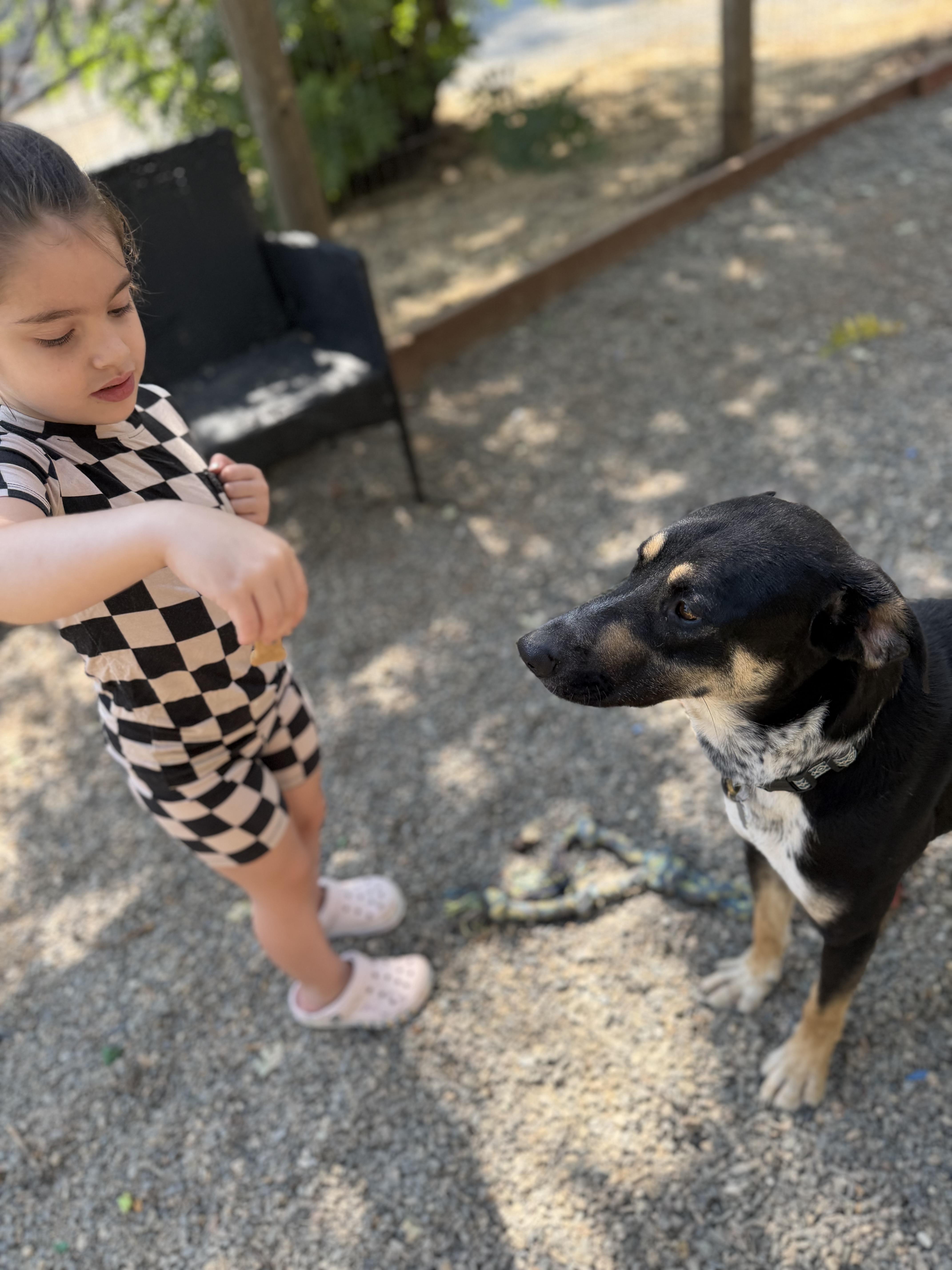Enlarge Shasta 0226, a Adopted mixed breed in Sonora, CA image 6/6
