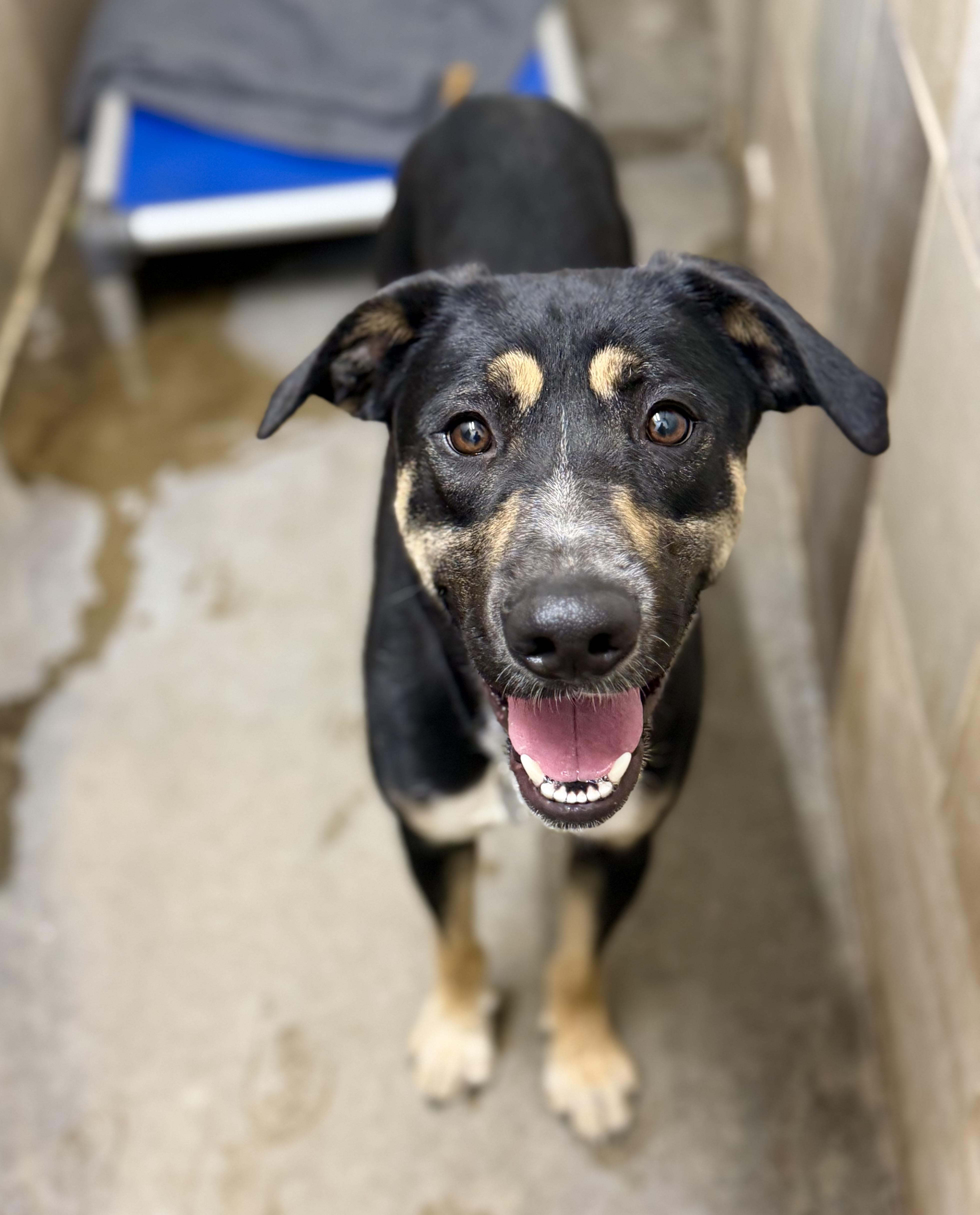 Enlarge Shasta 0226, a Adopted mixed breed in Sonora, CA image 3/6