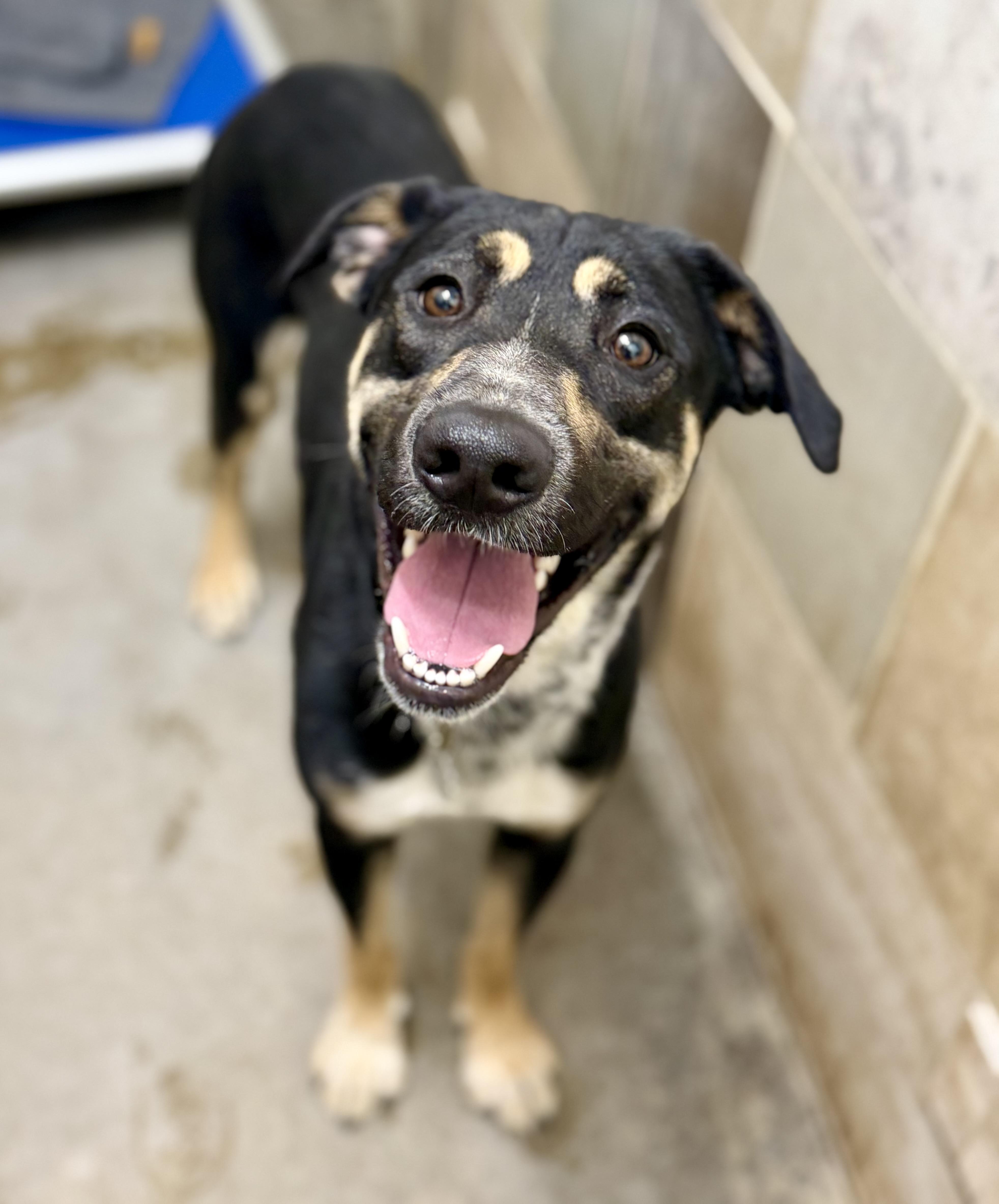 Enlarge Shasta 0226, a Adopted mixed breed in Sonora, CA image 1/6