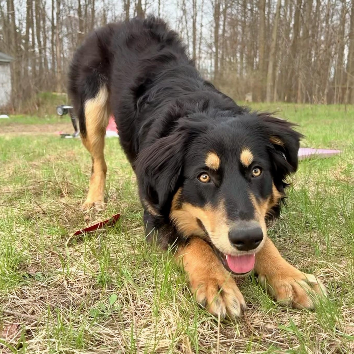 Enlarge Kiki, an adopted mixed breed in Traverse City, MI image 1/1