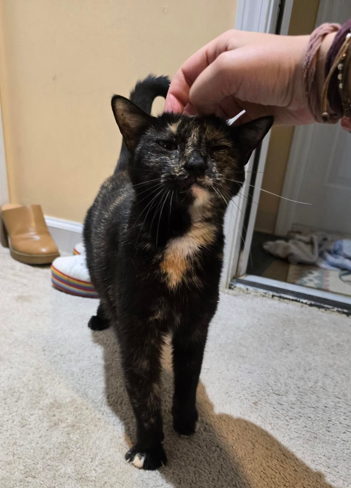 Enlarge Billy Jean, a Adoptable American Bobtail in Nutley, NJ image 8/9