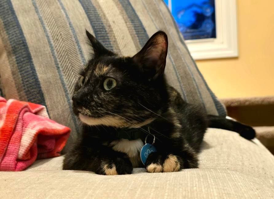 Enlarge Billy Jean, a Adoptable American Bobtail in Nutley, NJ image 9/9