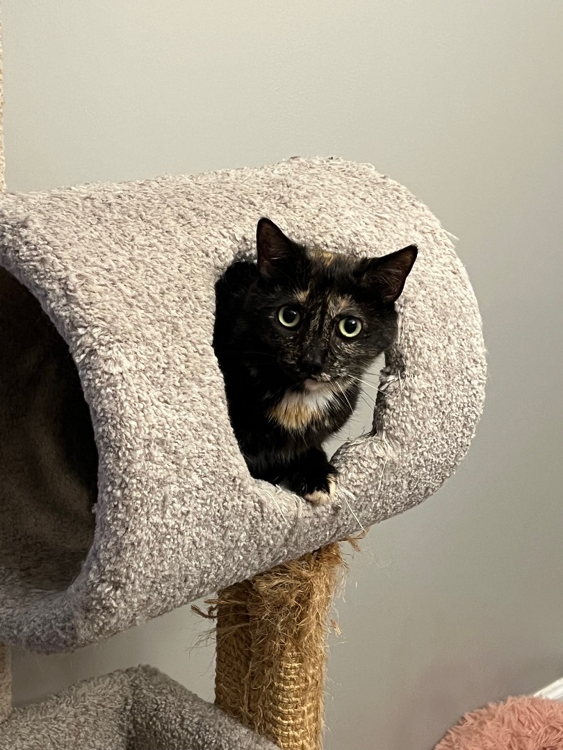 Enlarge Billy Jean, a Adoptable American Bobtail in Nutley, NJ image 6/9