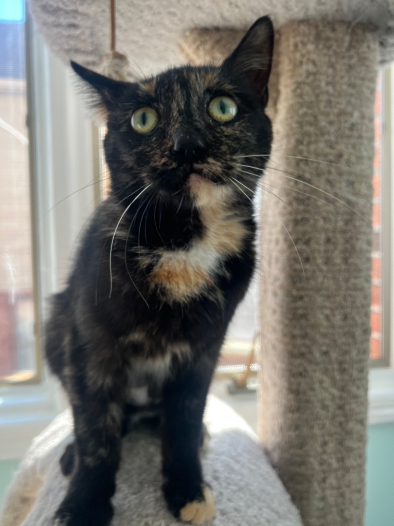 Enlarge Billy Jean, a Adoptable American Bobtail in Nutley, NJ image 7/9