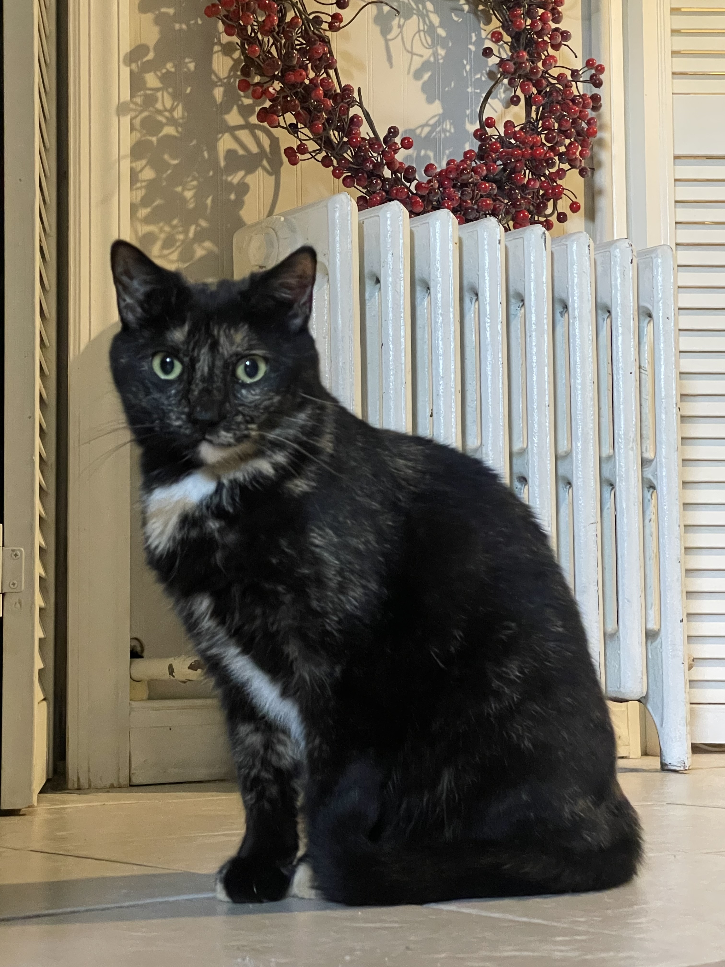 Enlarge Billy Jean, a Adoptable American Bobtail in Nutley, NJ image 5/9