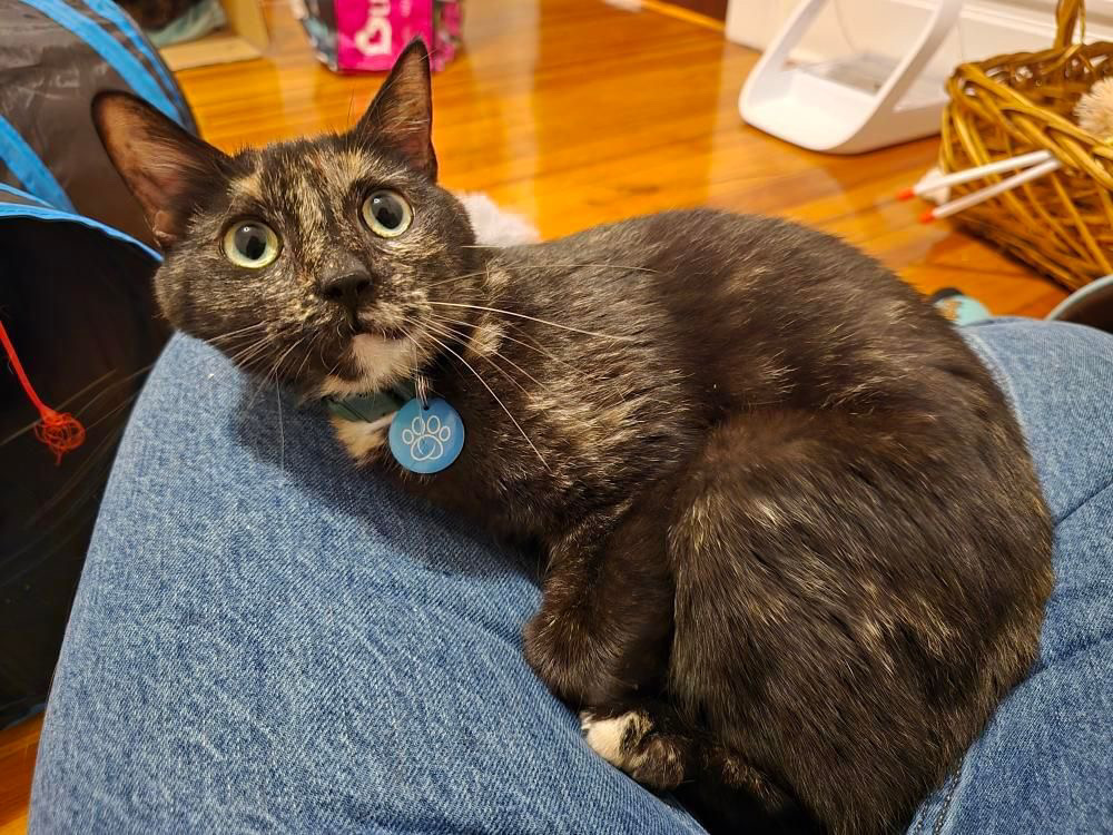 Billy Jean, Adoptable, Adult Female American Bobtail.