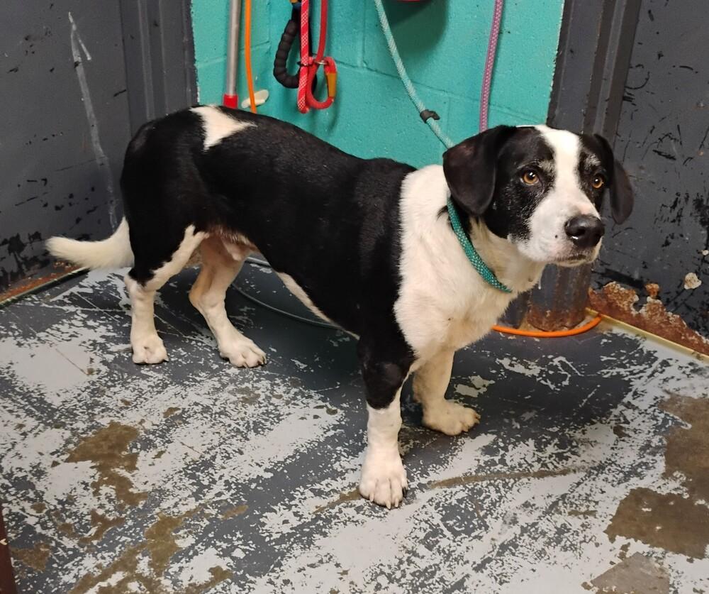 Paul #136, Adoptable, Young Male Basset Hound.