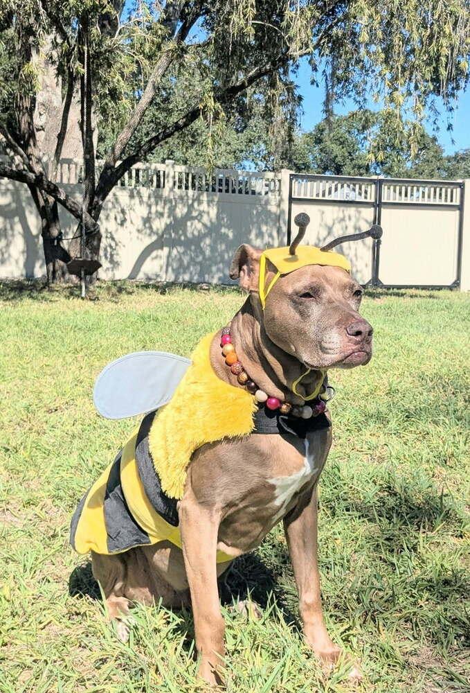 Enlarge Coco, a Adoptable Pit Bull Terrier in Orlando, FL image 1/6