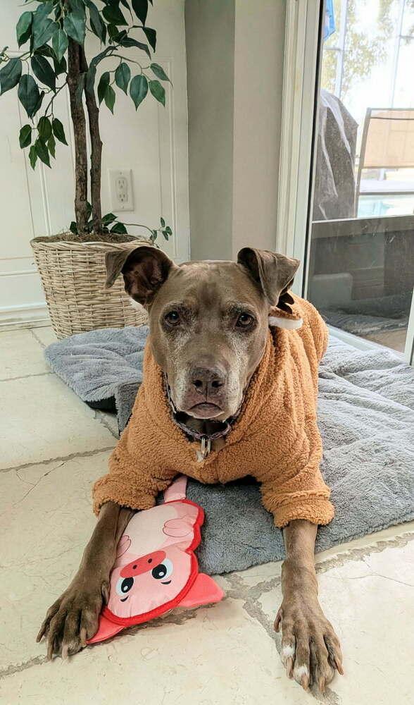 Enlarge Coco, a Adoptable Pit Bull Terrier in Orlando, FL image 2/6