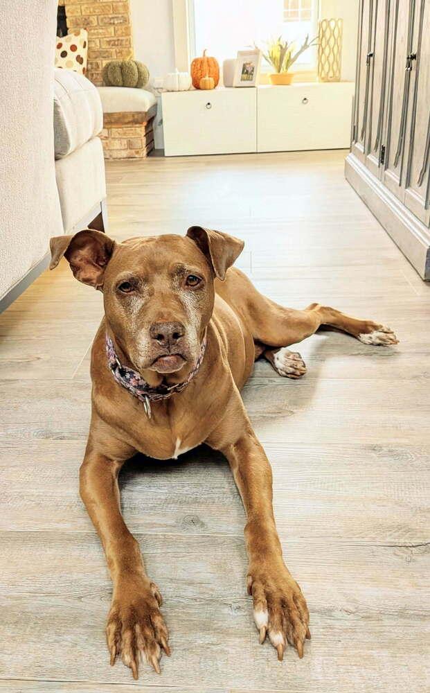 Enlarge Coco, a Adoptable Pit Bull Terrier in Orlando, FL image 3/6