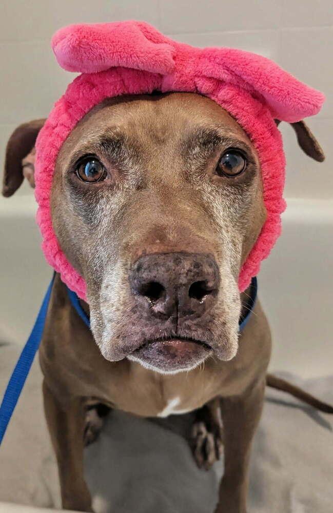 Enlarge Coco, a Adoptable Pit Bull Terrier in Orlando, FL image 4/6