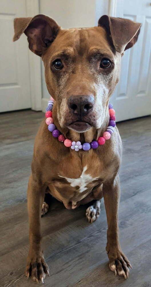 Coco, a Adoptable Pit Bull Terrier in Orlando, FL image 4/6