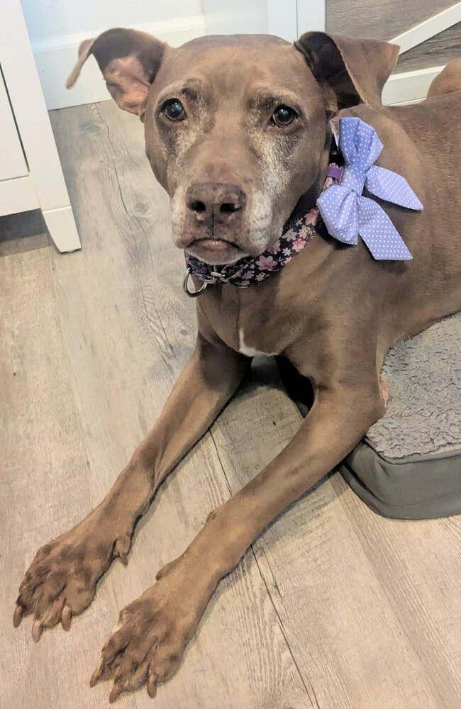 Enlarge Coco, a Adoptable Pit Bull Terrier in Orlando, FL image 5/6