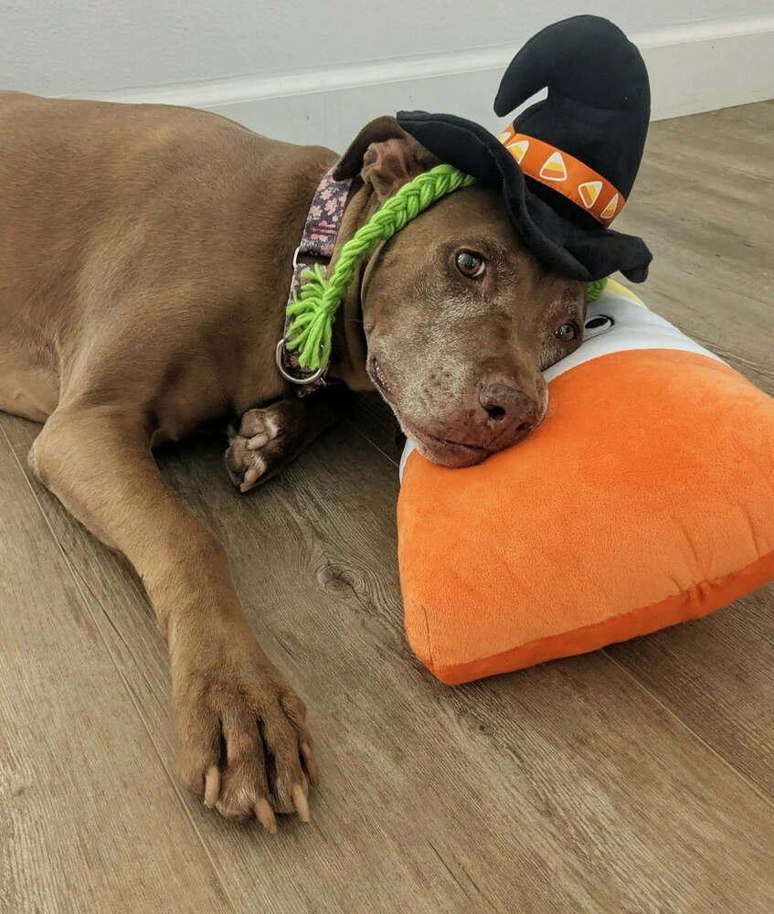 Enlarge Coco, a Adoptable Pit Bull Terrier in Orlando, FL image 6/6