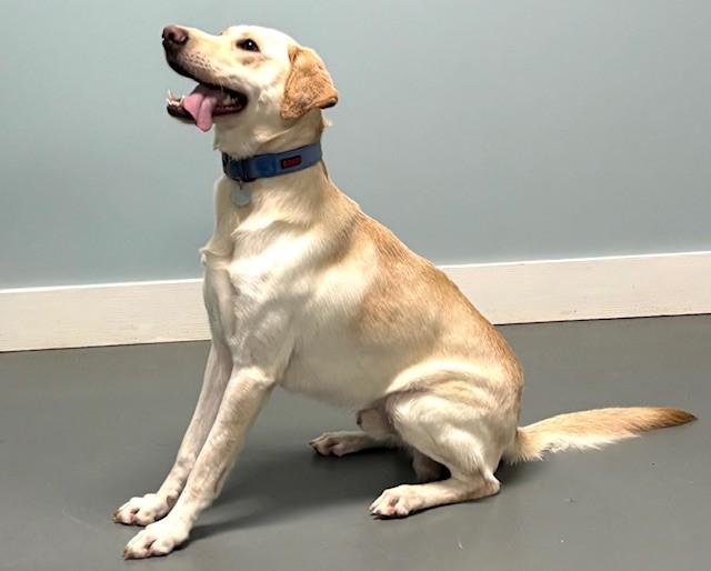 Enlarge Banana Pudding, an adoptable Yellow Labrador Retriever in Hawk Point, MO image 1/4