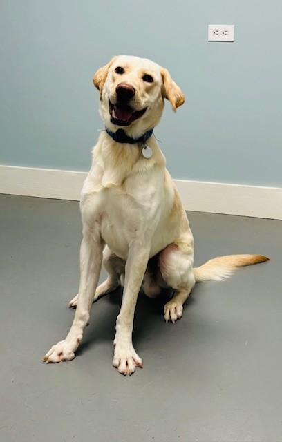 Enlarge Banana Pudding, an adoptable Yellow Labrador Retriever in Hawk Point, MO image 2/4