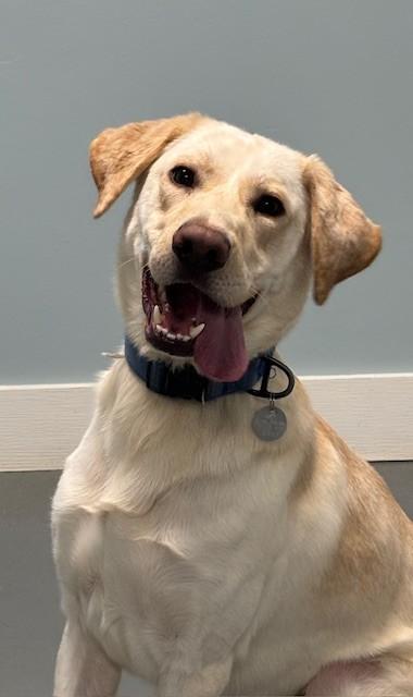 Enlarge Banana Pudding, an adoptable Yellow Labrador Retriever in Hawk Point, MO image 3/4