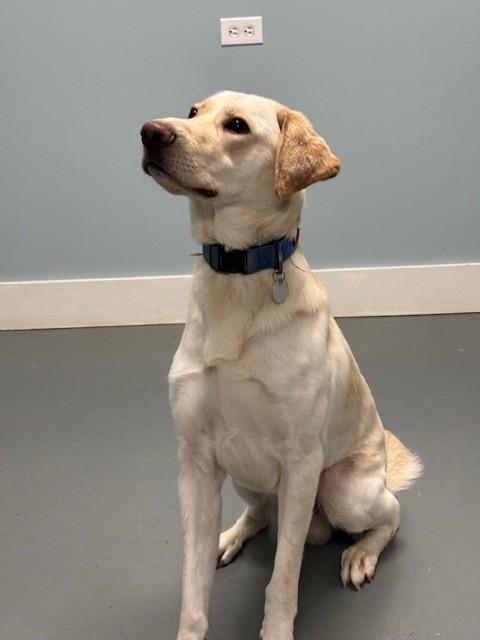 Enlarge Banana Pudding, an adoptable Yellow Labrador Retriever in Hawk Point, MO image 4/4