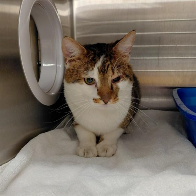 Enlarge JOSHY, a Adoptable Domestic Short Hair in Huntsville, AL image 1/1