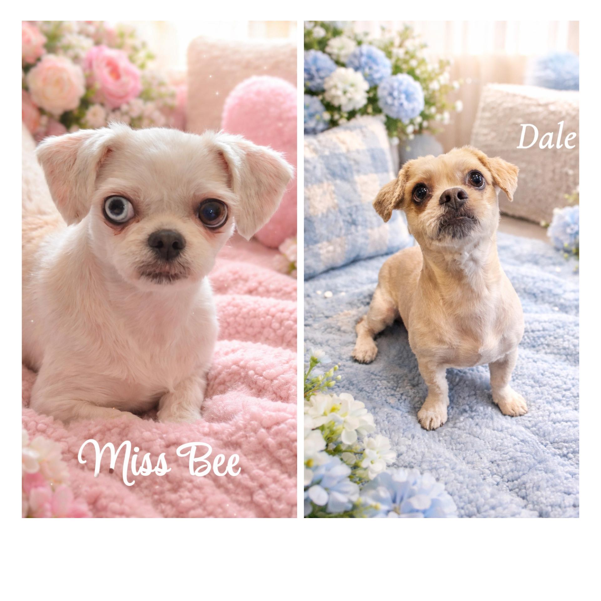 Miss Bee & Dale, a ADOPTABLE mixed breed in Saginaw, MI image 2/2