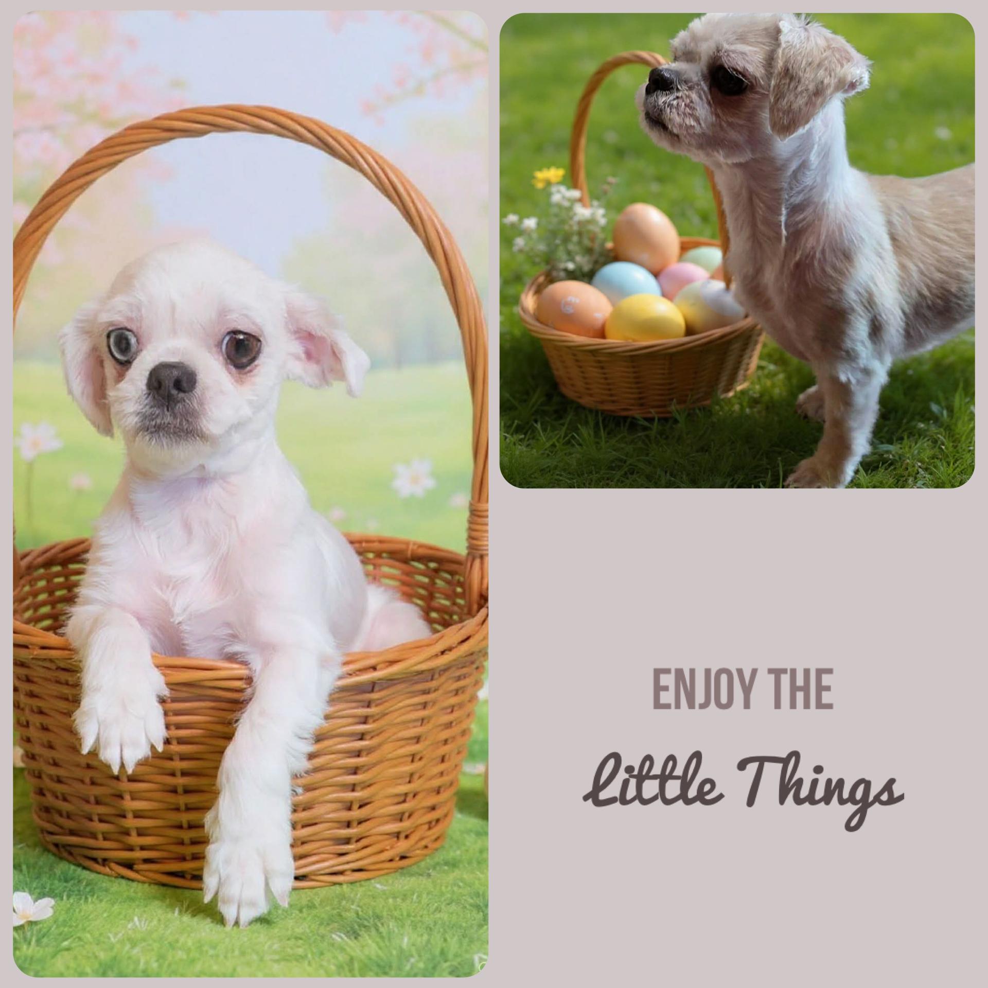 Miss Bee & Dale, ADOPTABLE, Adult Female Shih Tzu.