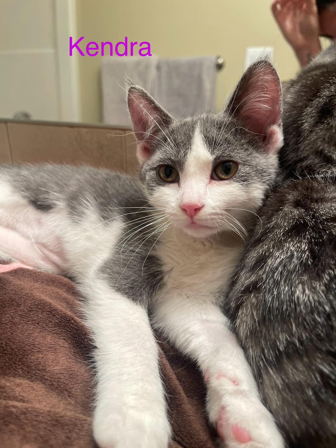 Kendra, Adopted, Young Female Domestic Short Hair.