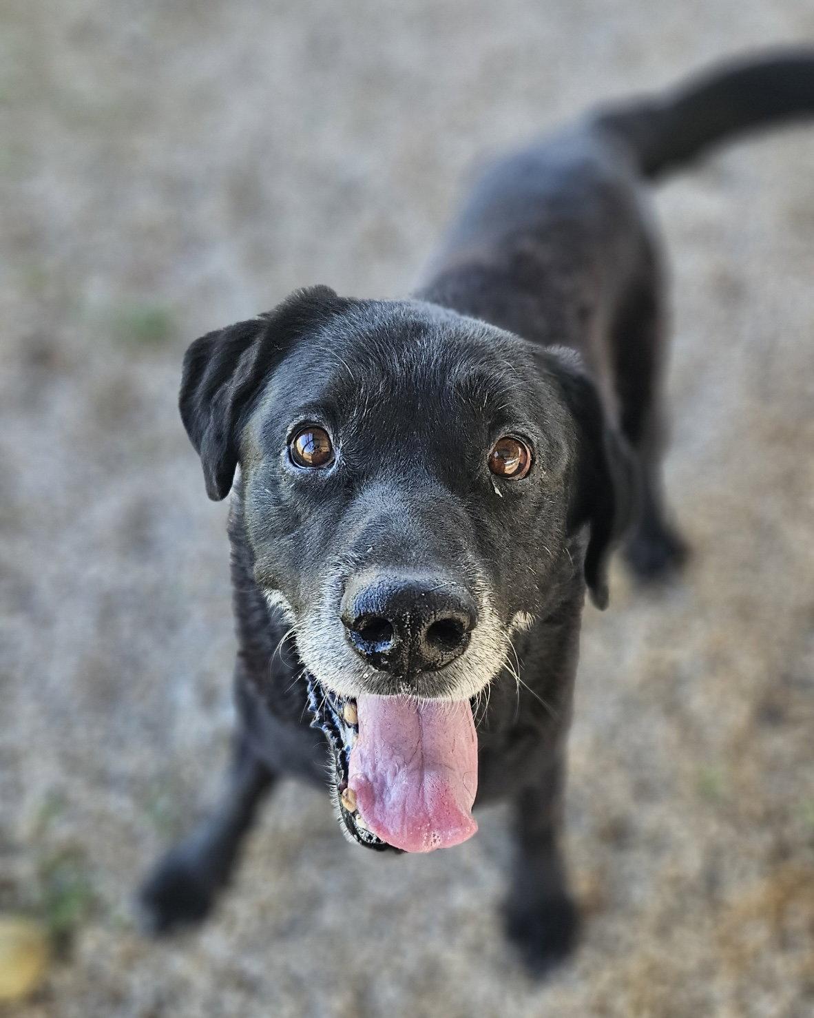 Mercury, Adoptable, Senior Male Labrador Retriever.