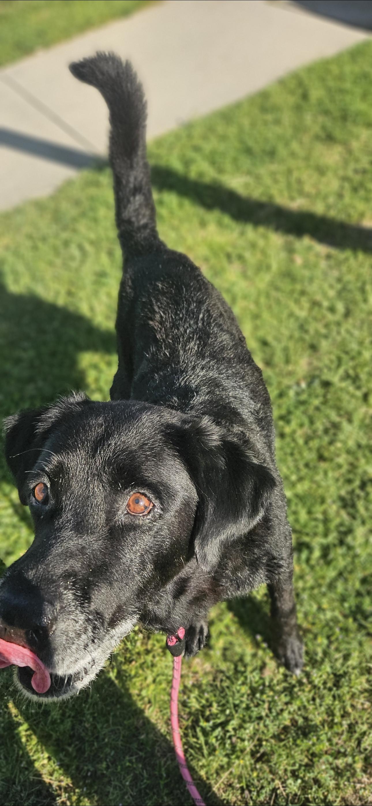 Mercury, a Adoptable Labrador Retriever in Fort Worth, TX image 2/3