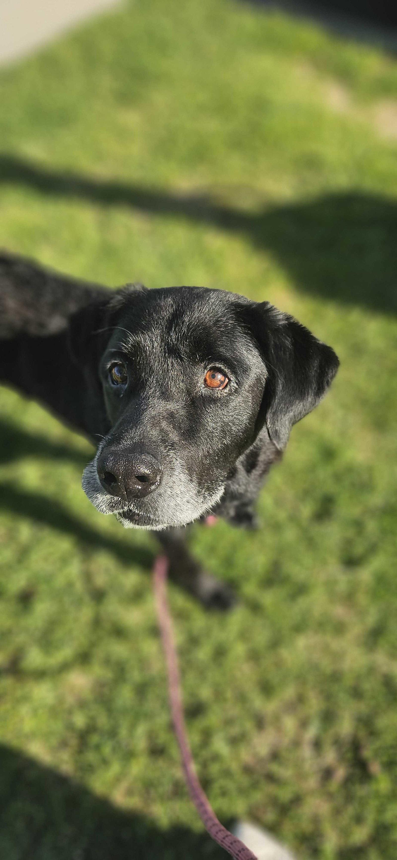 Mercury, Adoptable, Senior Male Labrador Retriever.