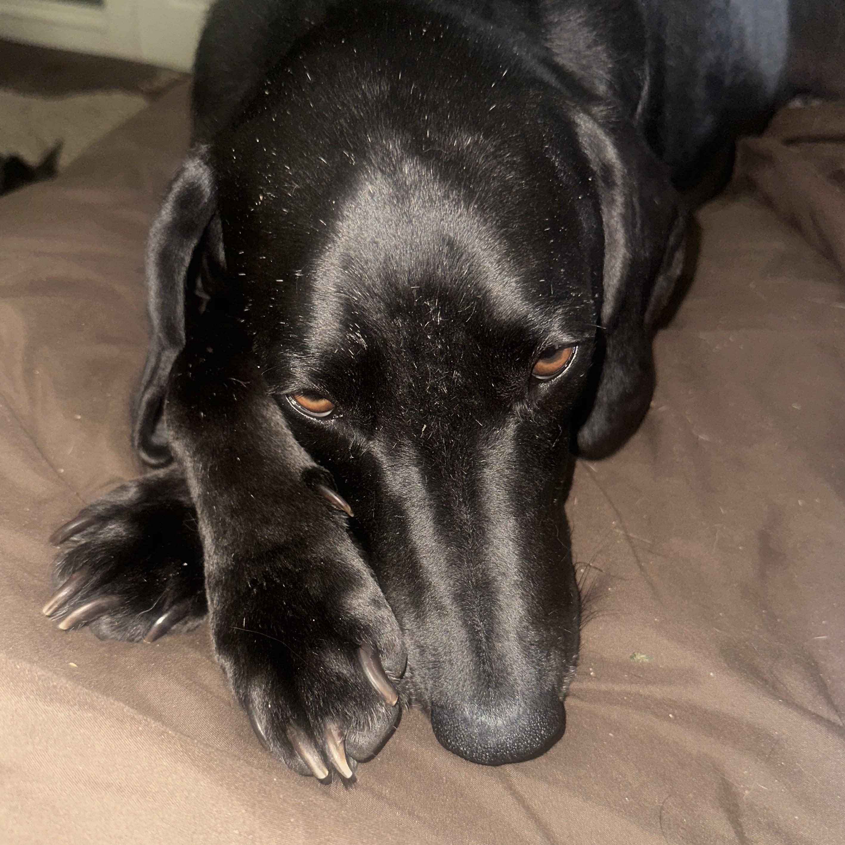 Angel - ready for love!, a Adoptable mixed breed in North Bay, ON image 5/6