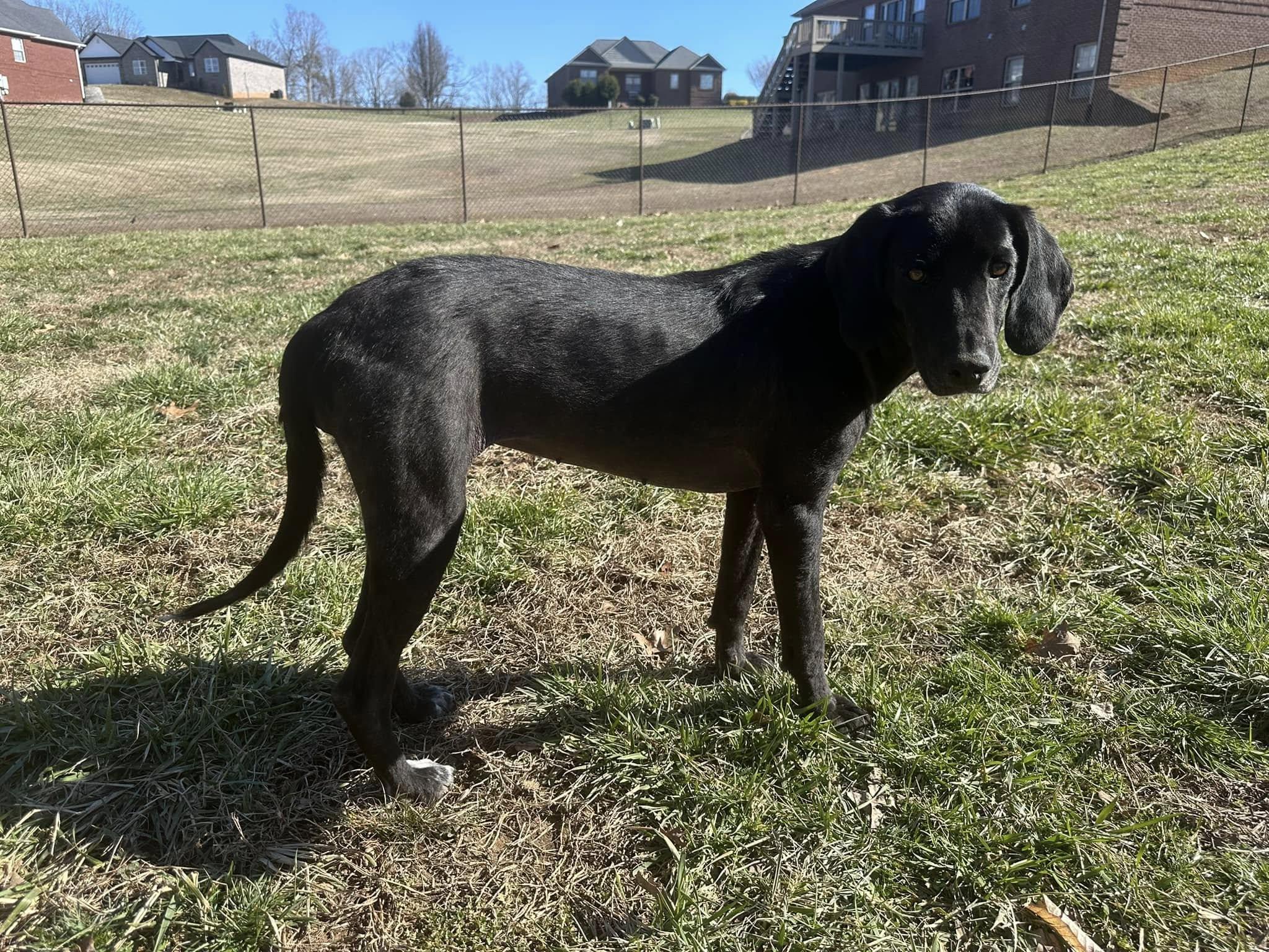 Angel - ready for love!, Young Female Plott Hound