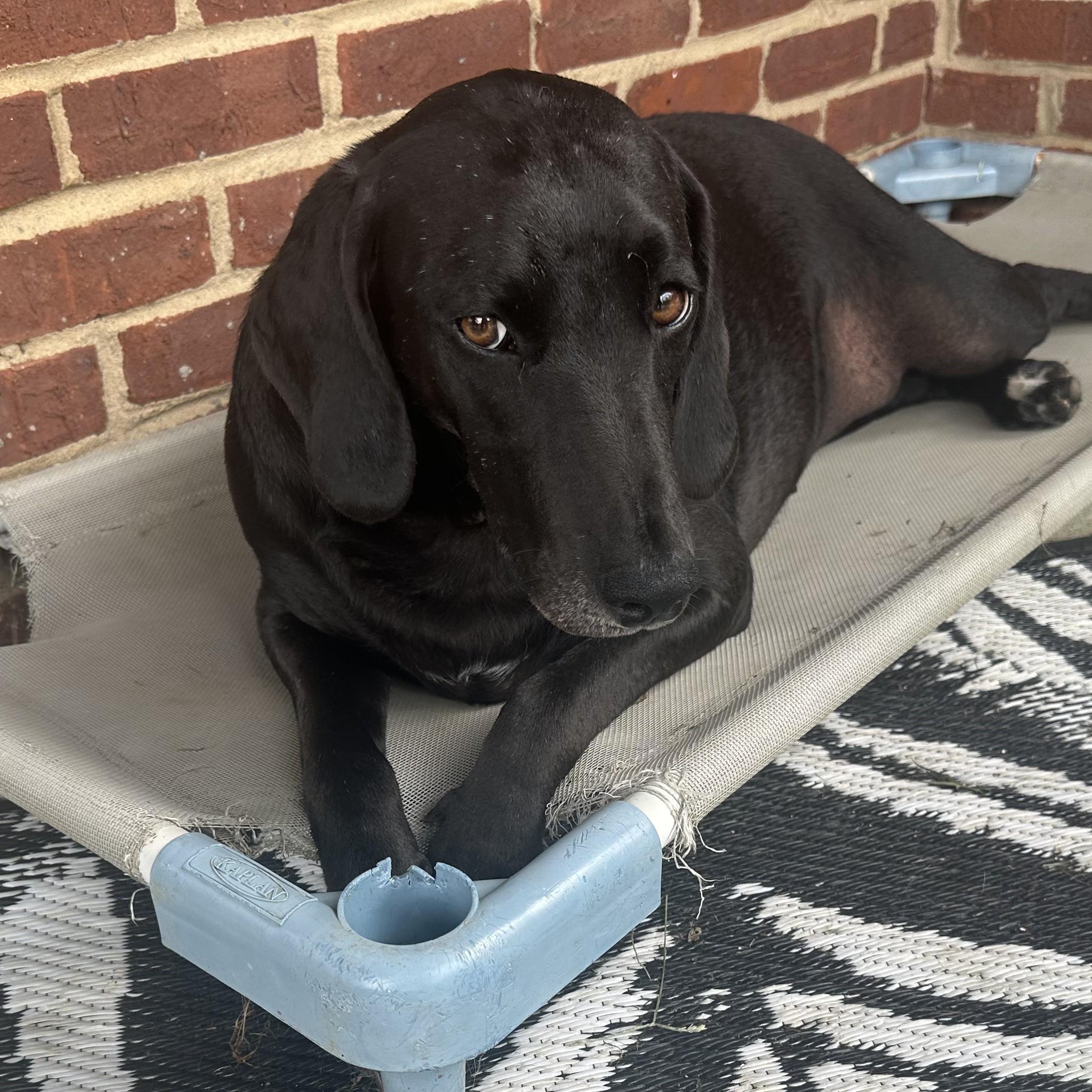 Angel - ready for love!, a Adoptable mixed breed in North Bay, ON image 2/6