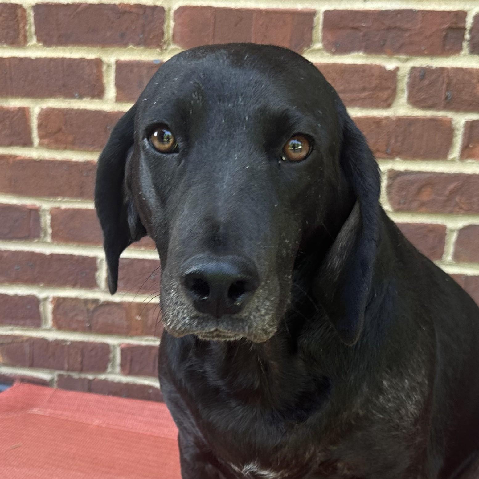 Angel - ready for love!, a Adoptable mixed breed in North Bay, ON image 1/6