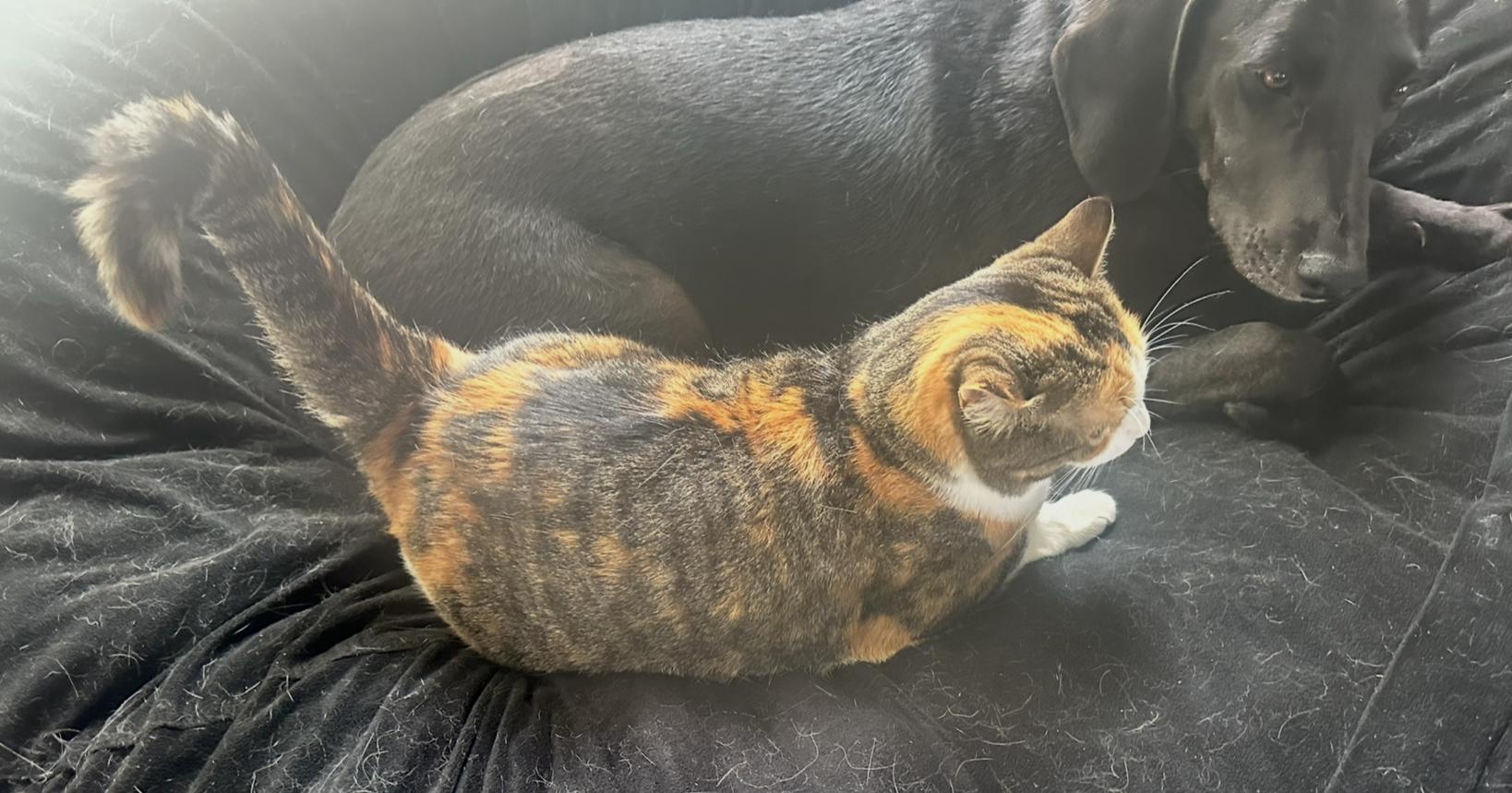 Angel - ready for love!, a Adoptable mixed breed in North Bay, ON image 4/6