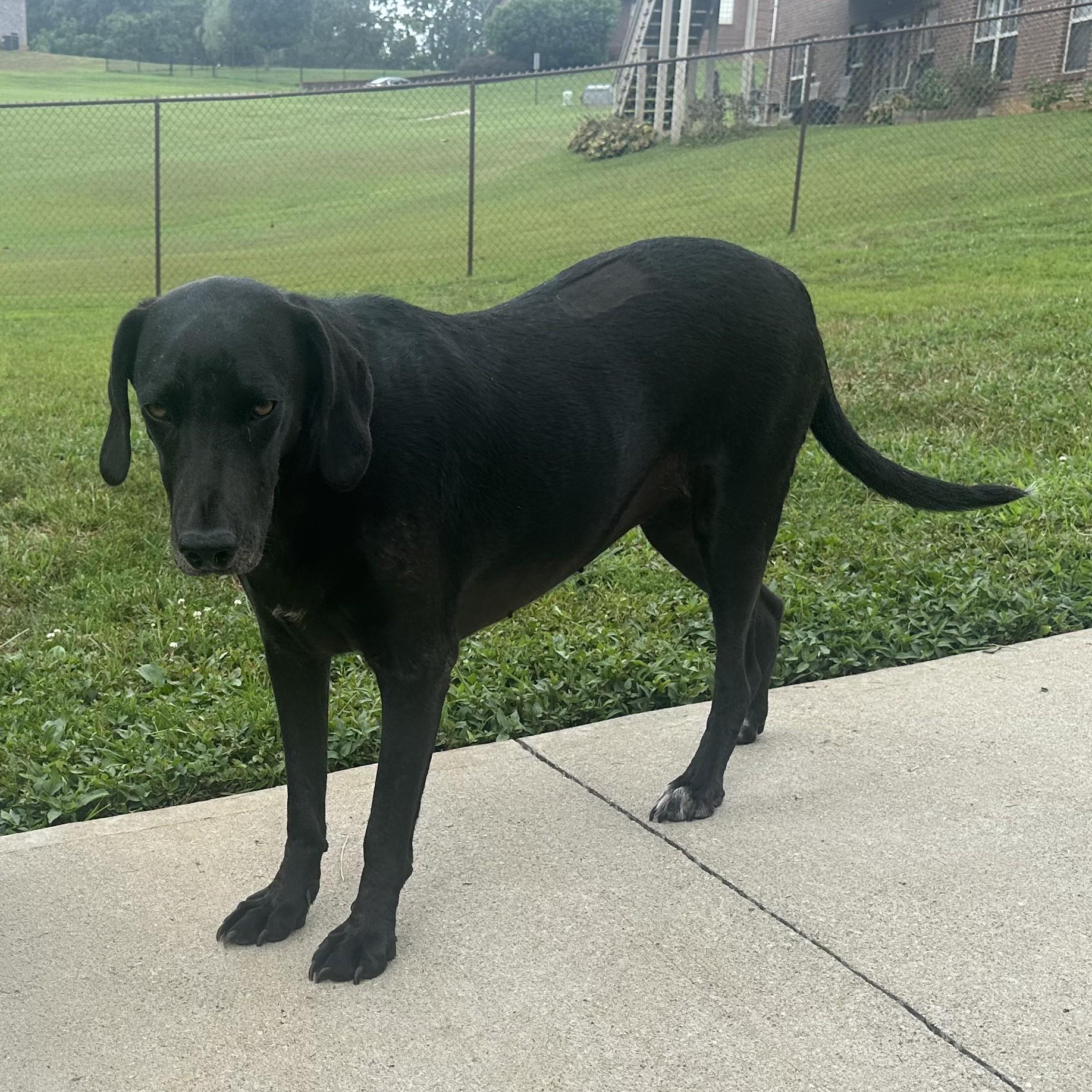 Angel - ready for love!, a Adoptable mixed breed in North Bay, ON image 6/6